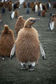 Picture 'Ant1_1_01529 Aptenodytes Patagonicus, Chick, King Penguin, Molt, Penguin, Antarctica and sub-Antarctic islands, South Georgia, Gold Harbour'